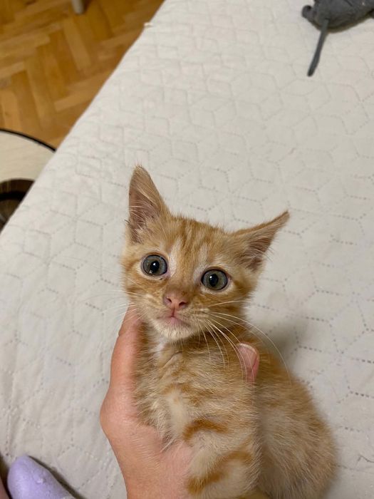 Подарявам мъжко коте