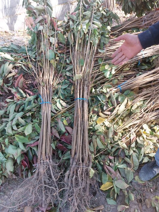 Mevali ko'chatlar bor. Olma Nok O'rik Shaftoli Gilos sotiladi