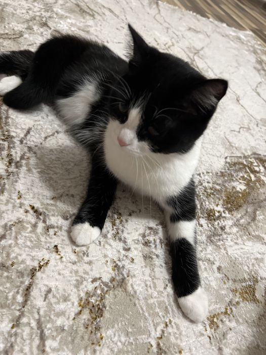 Отдам кошечку в добрые руки.