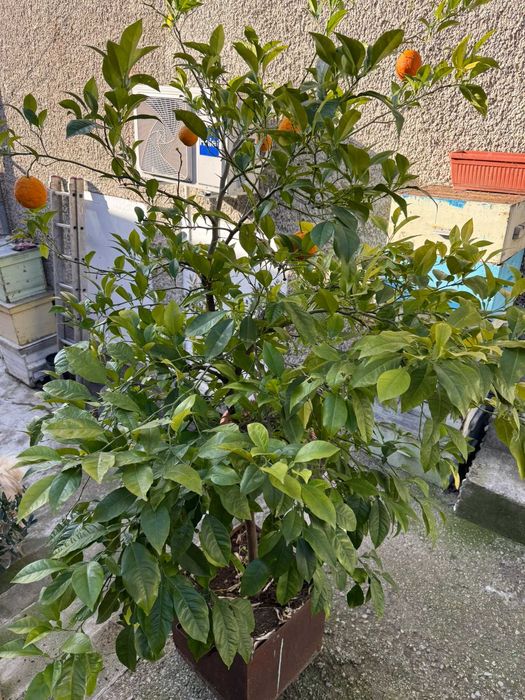 Портокалово дръвче