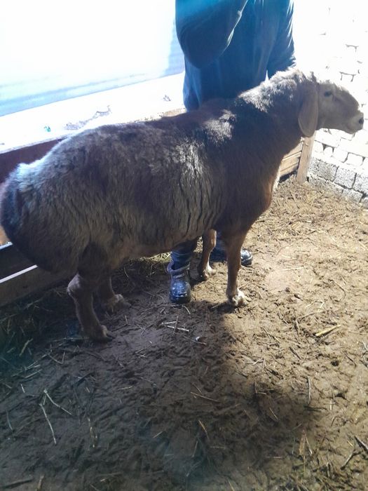 Sog'lom Qochqor sotiladi