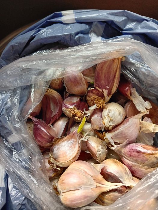 Чеснок проросшие рассада