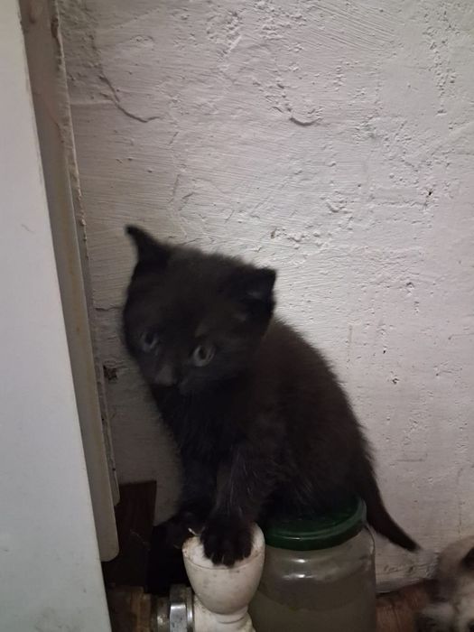 Отдам котят в хорошие руки!