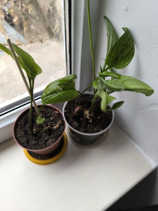 Цветы комнатные, лилия