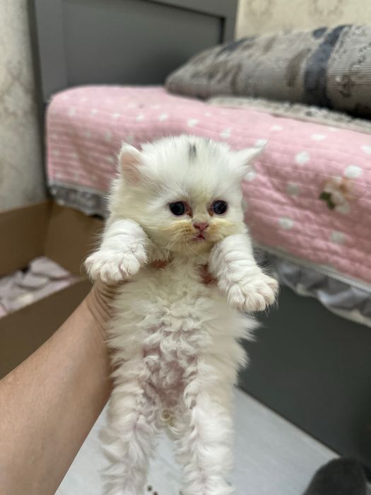 котята пародистой