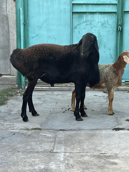 Кошкар гиссар сатылады