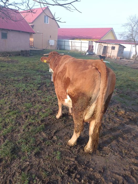 Vând vacă Bălțată Româneasca cu tăuraș