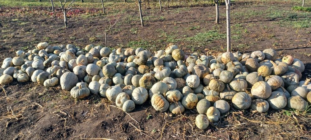 Dovleac de vânzare!