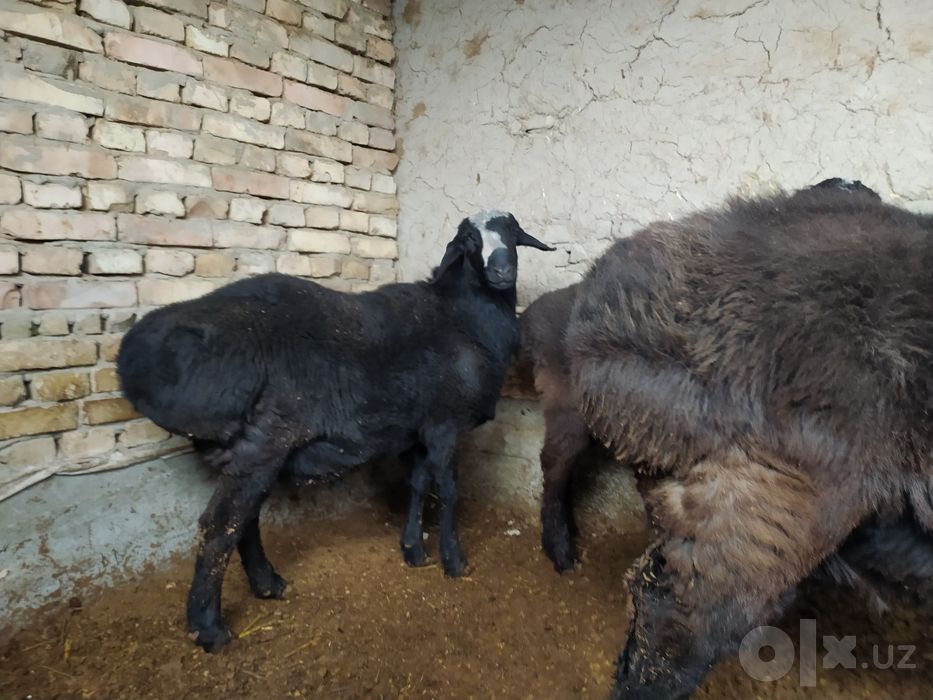 Qõchqorlar sotiladi semiz boqilgan xisori qõchqorlar  zotgaxam zõr