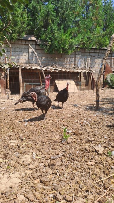 Черняевкада куркалар сотилади,.