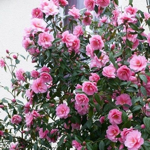 Camelia Japonica
