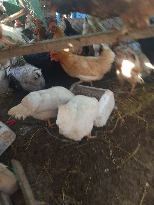 Тауыктар сатылады