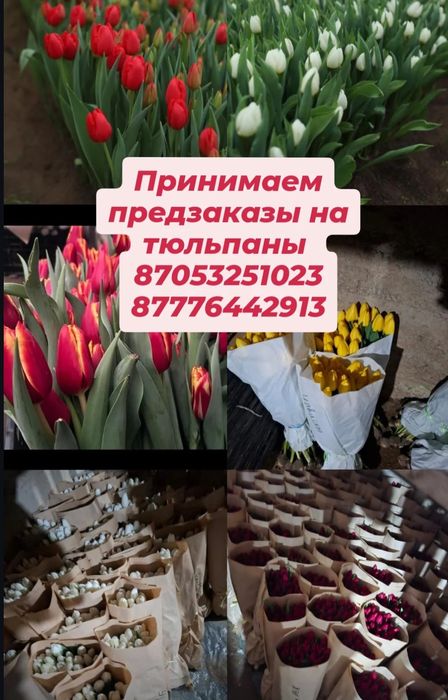 Принимаем предзаказы на тюльпаны