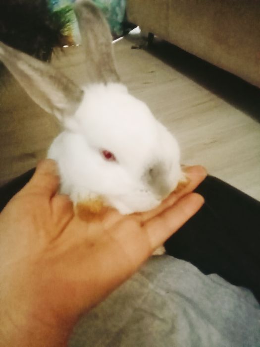 Кролики декоративные