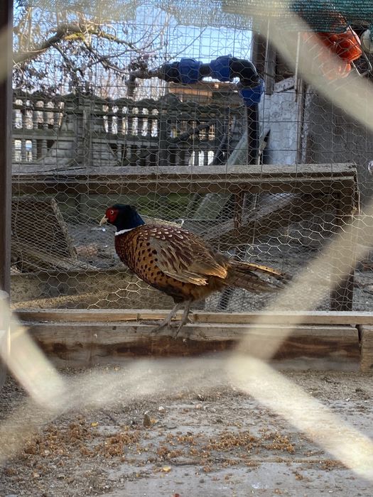 Vând fazani în pereche