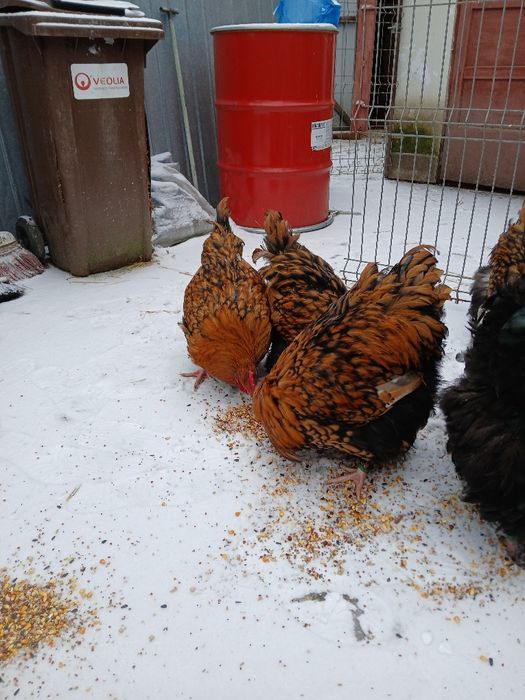 Vând  cocosi  de  rasă