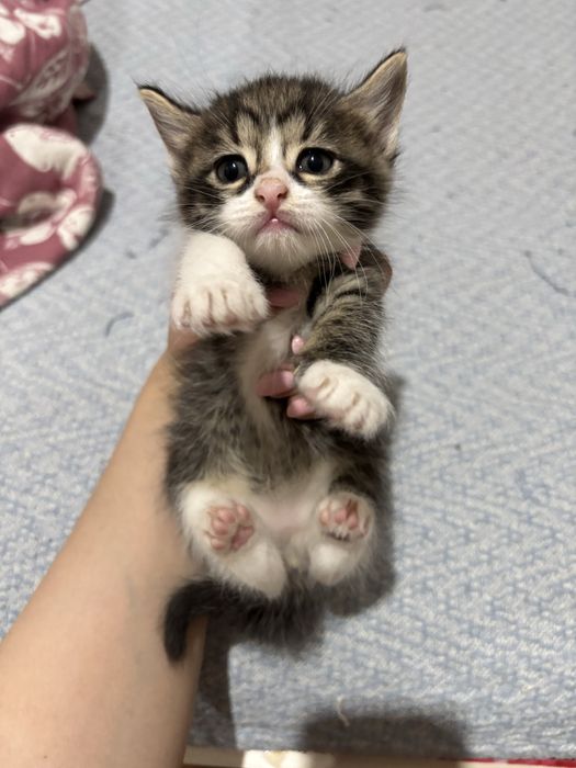 Котенок 1,5месяцев