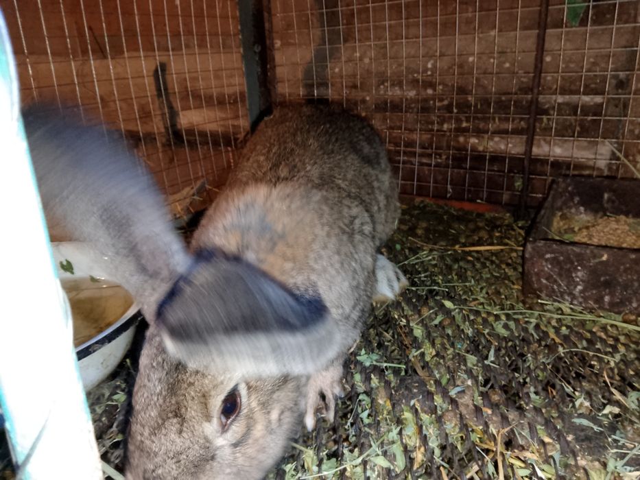 Продажа кроликов