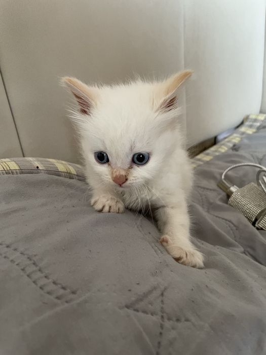 Отдам котёнка.