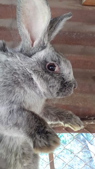 Срочно продам Полтавское Серебро