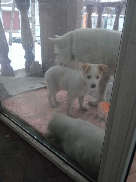 Щенки 2 месяца мать лайка