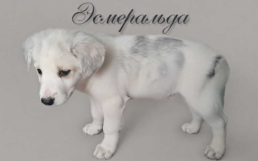 Отдам щенков в хорошие руки.