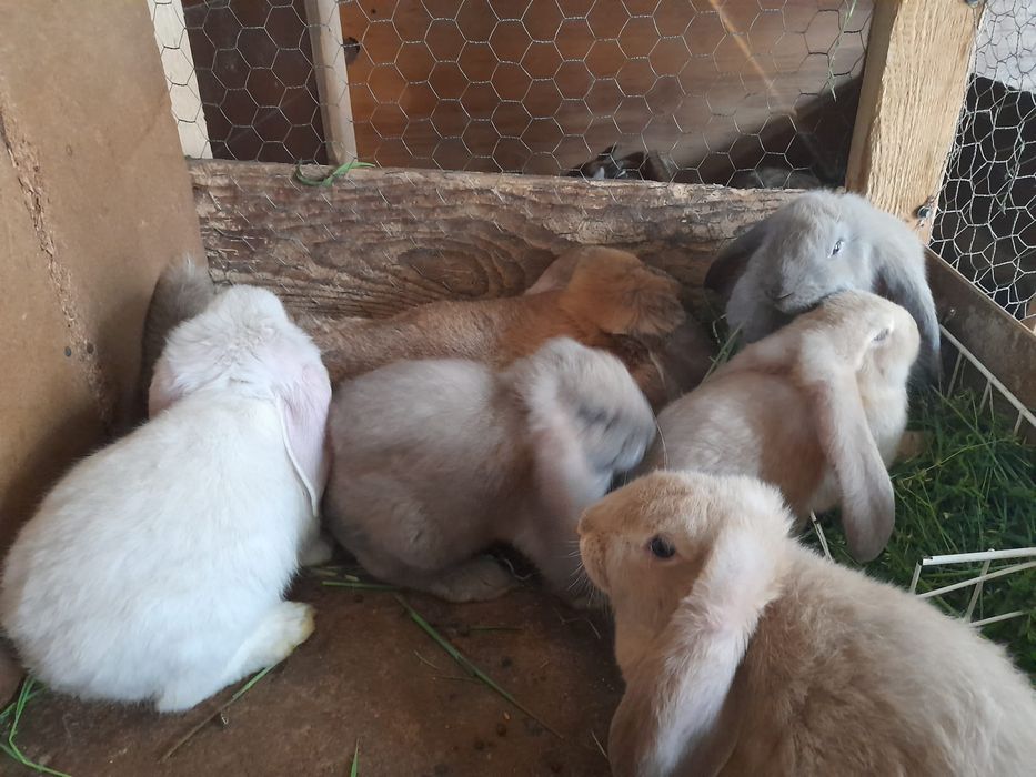Iepuri berbec german