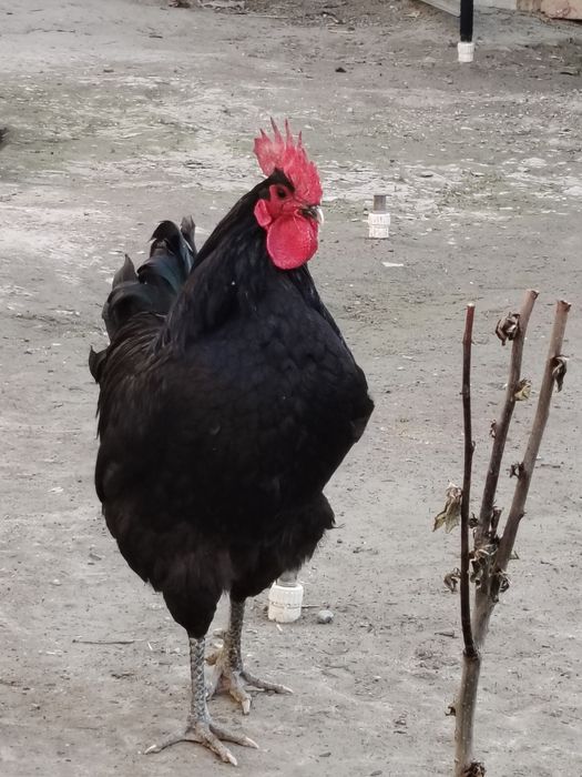 Horoz endi qichqirdi