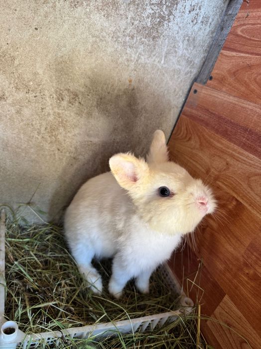 Vând  9 puiii iepuri pitici