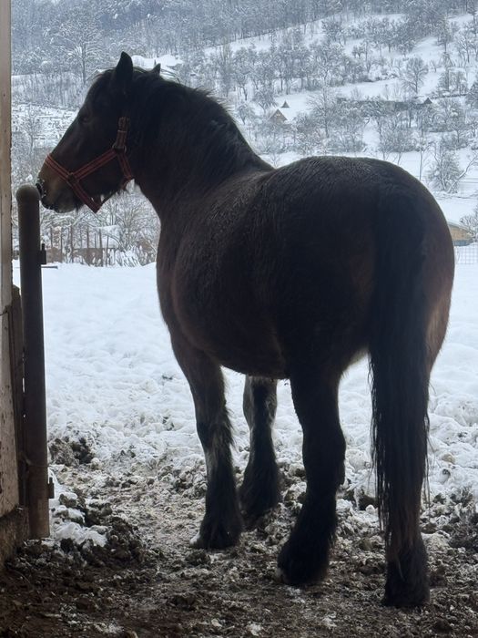 Vand manza murga de 3 ani gestanta sau schimb cu vaci