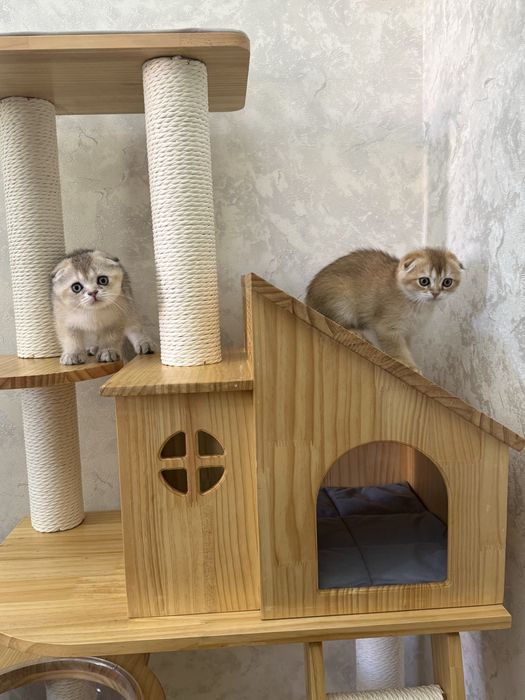 продаю кошку  мать котят