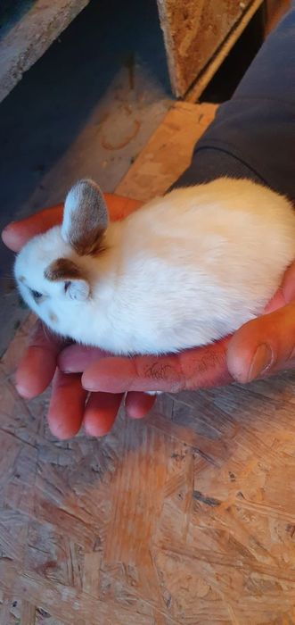 Iepurasi pitici de companie