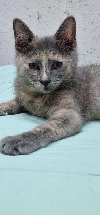 Отдам котёнка в добрые руки.