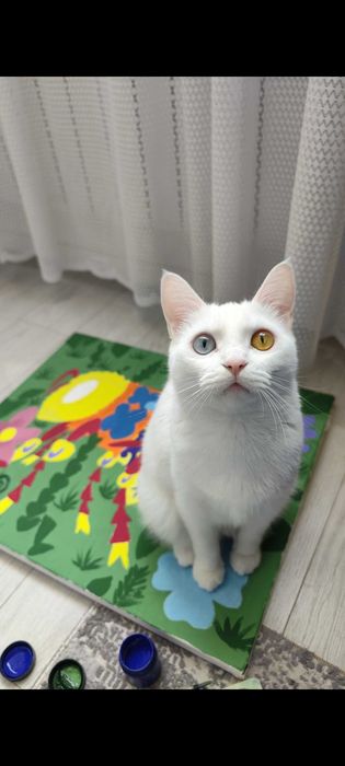 Турецкая ангору в добрые руки