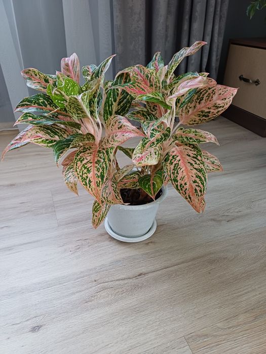 Продам комнатные цветы