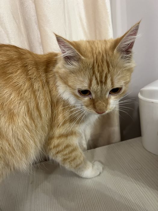 Найден кот Саина Маречека