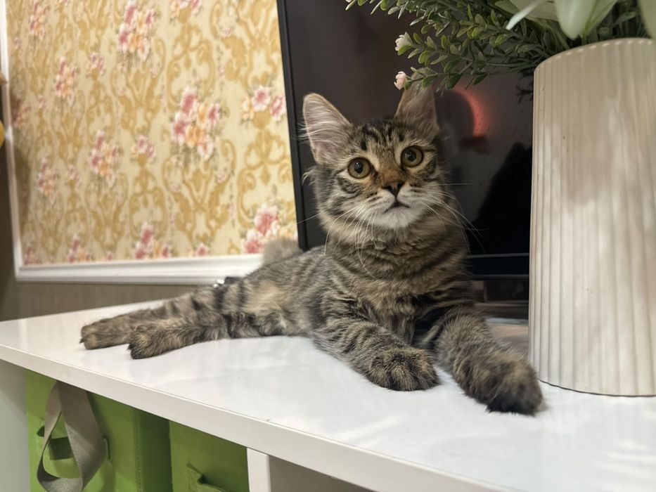 Котенок девочка