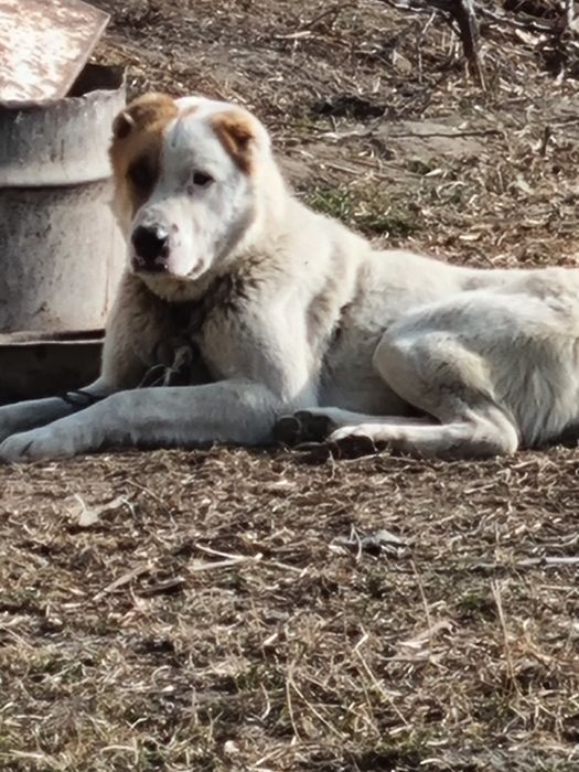 Алабаи сотилади 6ойлик