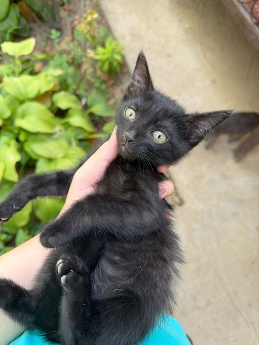 Котята 2 месячные