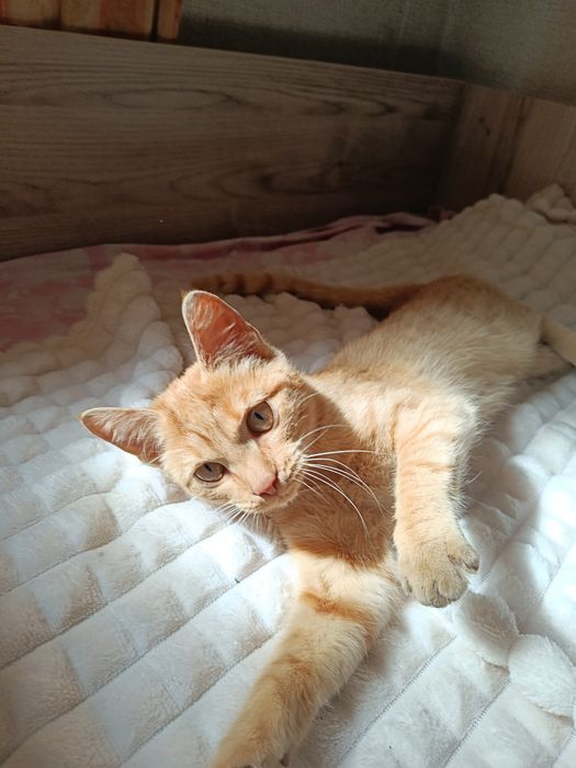 Кошечка бесплатно