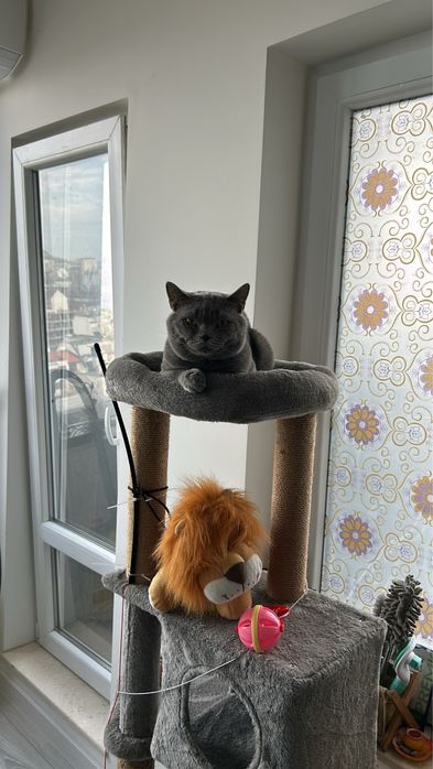 Британска късокосместа