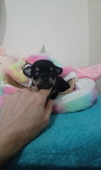 Готовы к брони малыши Чихуахуа