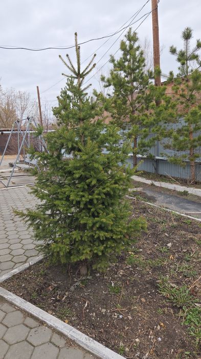 Шырша,карагай сатамын ПРОДАМ ели,сосны ели