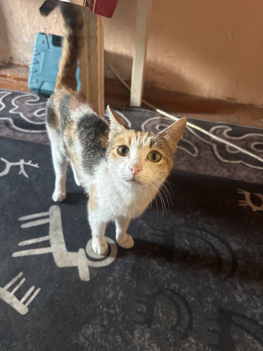 Кошка ищет семью