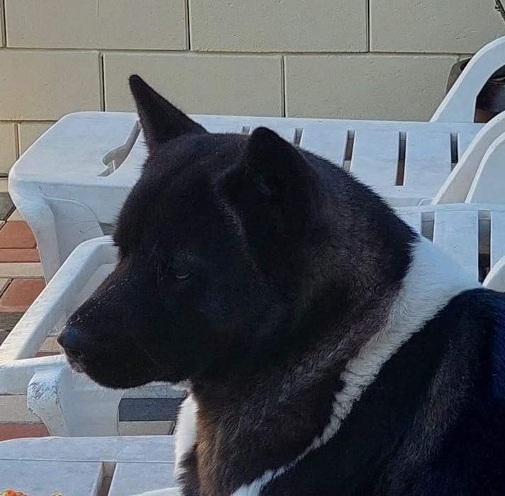 Femelă akita american