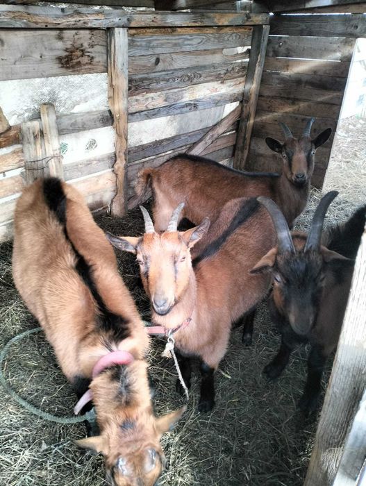 Țapi și capre alpine franceze