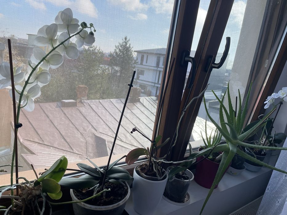 vand plante de apartament