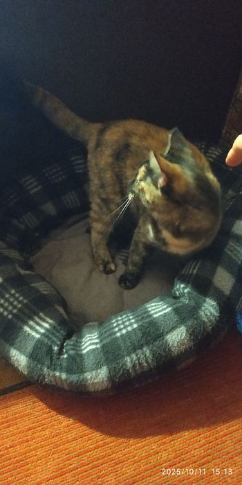 Коте   търси дом!