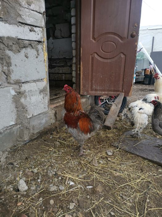 Продам петухов брама