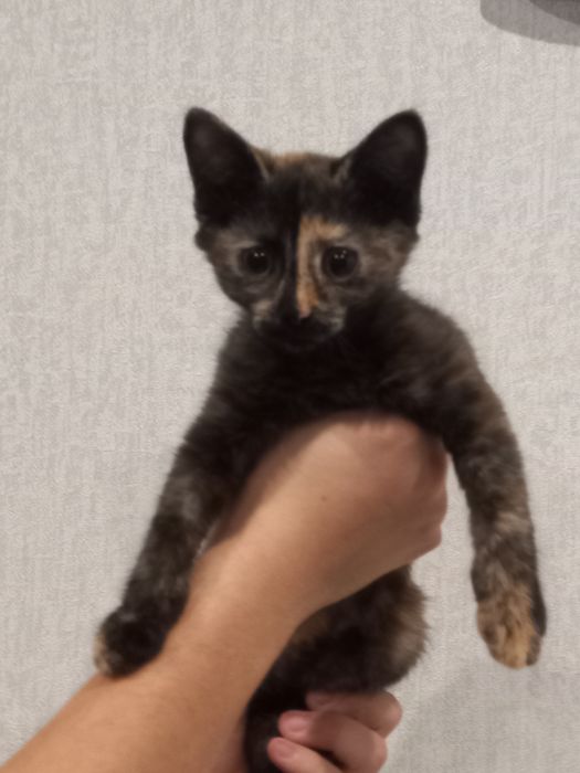 Котёнок бесплатно